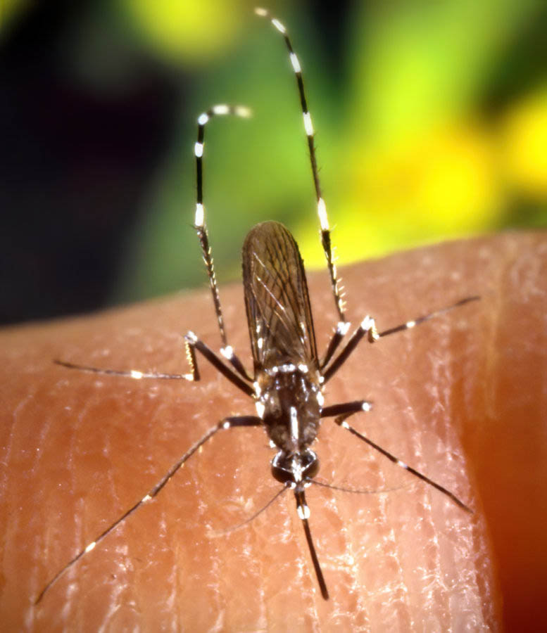 L'identification du moustique tigre se base sur la présence d'une unique bande blanche sur la tête et le thorax du moustique Aedes albopictus.