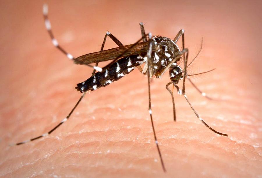 Un moustique tigre, Aedes albopictus sur la peau d'un humain en train de se nourrir de sang.