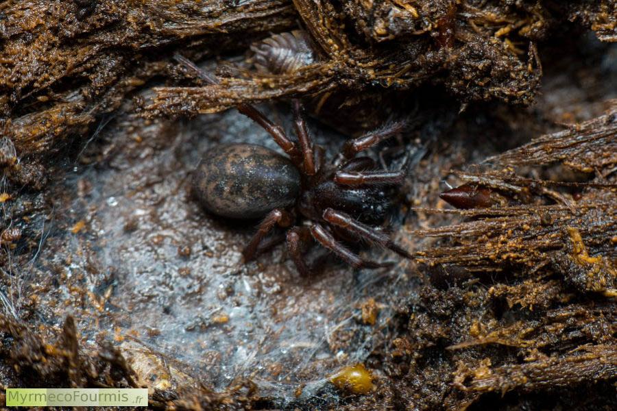Photographie macro d'une araignée du genre Amaurobius. Cette araignée est de couleur noire et brune avec des taches claires sur l'abdomen. Seine-et-Marne, Avril 2016.