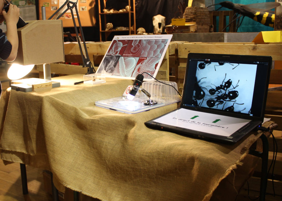 Le stand de Matthieu Roffet de la Boîte à Fourmis est équipé d'une loupe binoculaire adaptée pour les enfants et d'une fourmilière d'observation avec une webcam "microscope".
