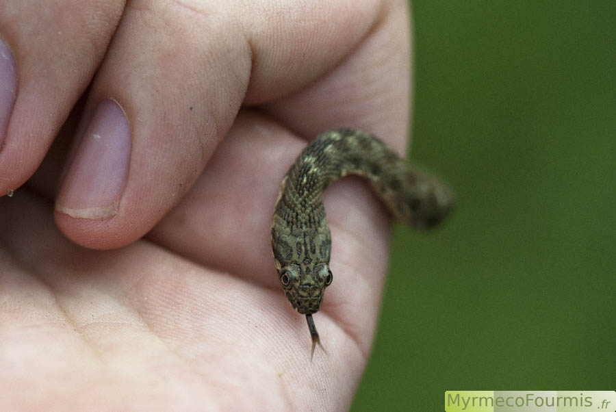 Une couleuvre vipérine se promenant sur la main d'un herpétologue disposant d'une autorisation préfectorale pour la capture des serpents. Photographie macro de la couleuvre vipérine, Natrix maura, sur laquelle on distingue les grandes écailles de la tête qui permettent de la distinguer des vipères.