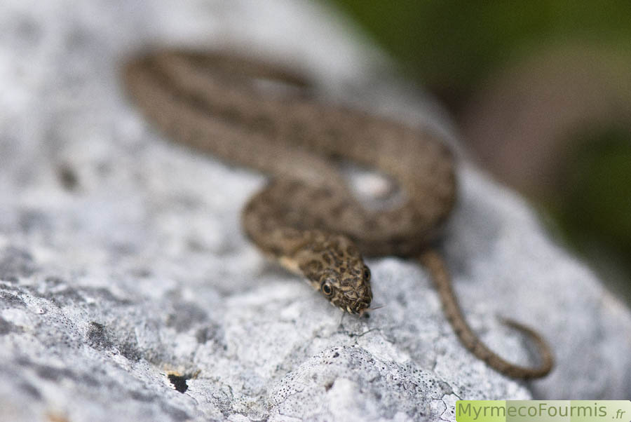 Une petite couleuvre vipérine se réchauffe au soleil après de longues minutes passer sous l'eau à chasser poissons et larves d'amphibiens, dont elle se nourrit.