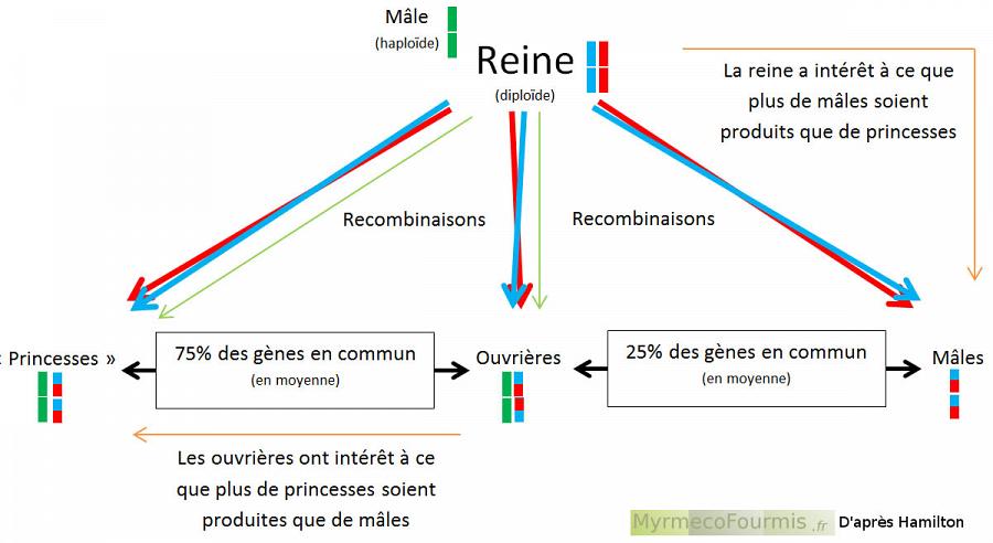 Schéma montrant la loi ou théorie de hamilton ou sélèction de parentèle chez les fourmis. La selection de parentèle explique pourquoi certains insectes vivent en société.