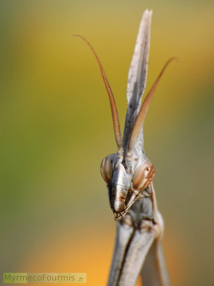 Macrophotographie, gros plan de la tête d'une mante mâle de l'espèce Hypsicorypha gracilis, photographié aux Îles Canaries, à Fuerteventura, aux grandes plages de la réserve naturelle du parc des dunes de Corralejo.