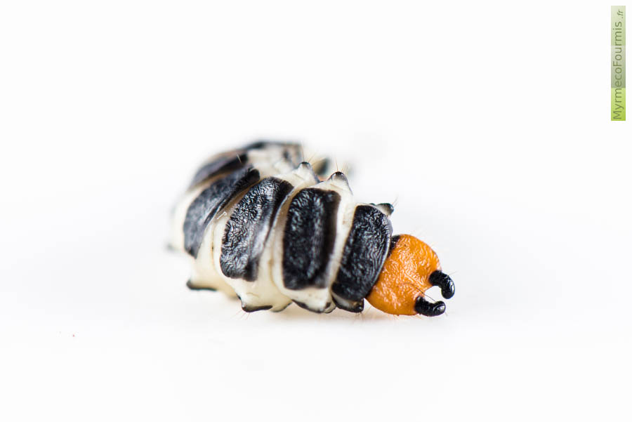 Photo en gros plan des cerques oranges et noirs à l'extrémité de l'abdomen de la larve de la lycie sanguine.