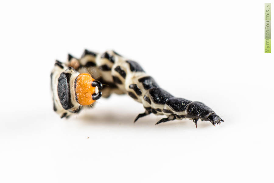 Photographie sur fond blanc de la larve de la lycie sanguine, Lygistopterus sanguineus, un coléoptère rouge vif. Le corps de la larve est lui noir (avec des bandes blanches entre les tergites et sternites noirs) et le dernier segment abdominal est orange avec deux cerques noirs.