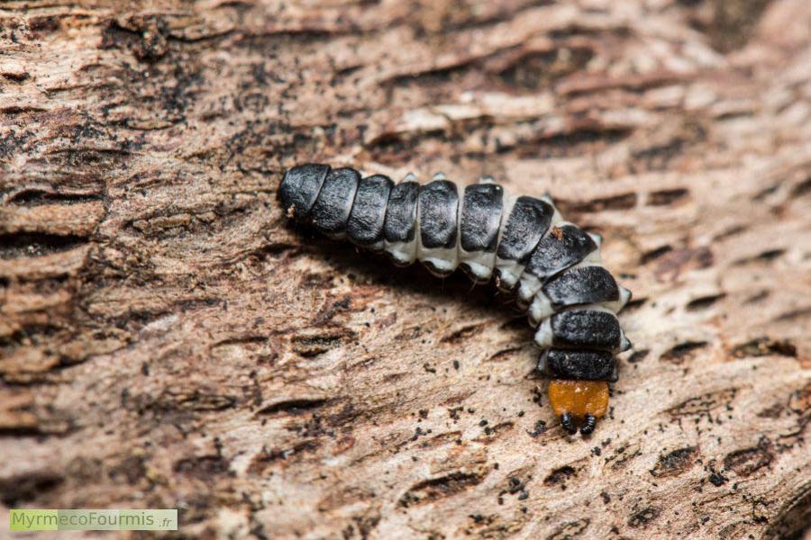 Larve noire blanche et orange du coléoptère Lygistopterus sanguineus aussi connu sous le nom de Lycie sanguine. Sur cette photo macro, on voit un gros plan de la larve sous l'écorce d'un arbre mort.