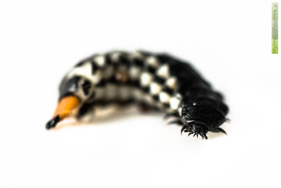 Lygistopterus sanguineus, larve de la lycie sanguine au corps noir et aux cerques oranges et noirs. Il s'agit d'une larve de coléoptère de la famille des Lycidae.