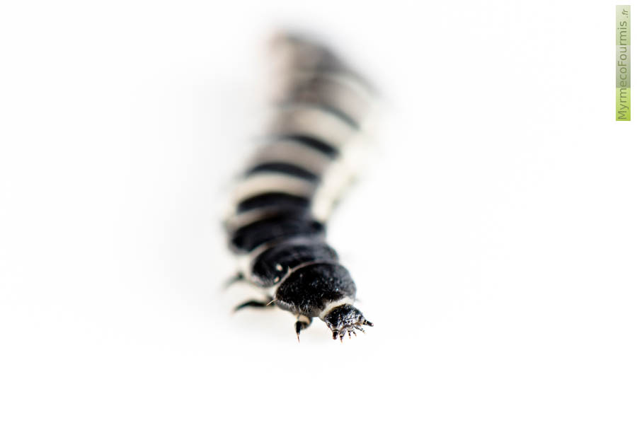Gros plan sur la tête de la larve de Lygistopterus sanguineus ou Lycie sanguine (Insecte, coléoptère, lycidés).