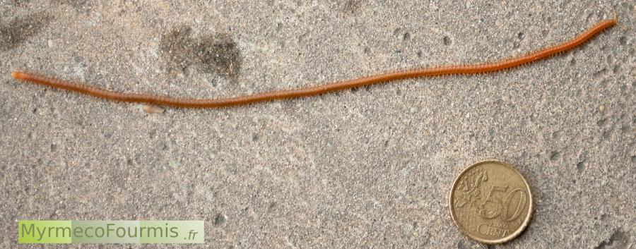 Myriapoda, Chilopoda, Geophilomorpha. Vue de dessus du plus grand scolopendre, myriapode mille patte de France, de couleur orange.