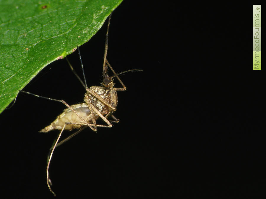 Peut-être Ochlerotatus dorsalis. Moustique femelle posé sur une feuille les pattes arrières relevées en position de repos. On voit dans son abdomen les oeufs en développement qui seront bientôt pondus à la surface de l'eau.