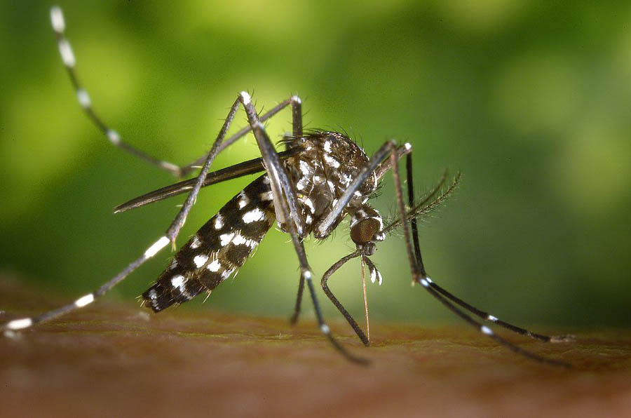 Une femelle du moustique tigre Aedes albopictus se nourrissant du sang d'un humain.