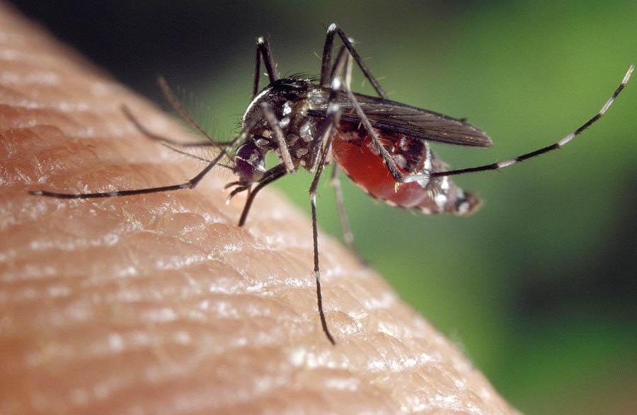 Piqure d'un moustique tigre femelle Aedes albopictus gorgé de sang. Peau humaine.