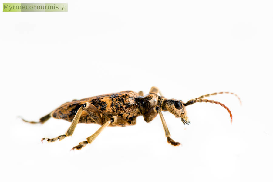 Photographie macro sur fond blanc de profil de la Rhagie sycophante, Rhagium sycophanta, un coléoptère longicorne (famille des Cerambycidae).