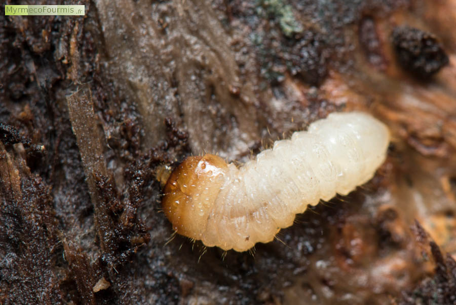 Macrophotographie de dessus d'une larve de Rhagie (genre Rhagium), probablement de Rhagie sycophante. Forêt de Ferrières, Seine-et-Marne, Île-de-France.
