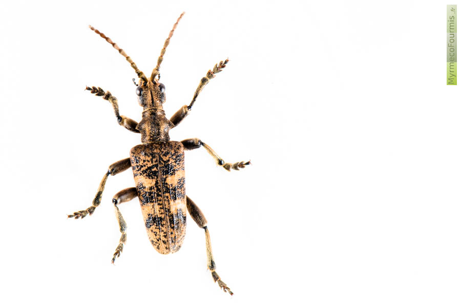 Photo de dessus d'une rhagie sycophante, Rhagium sycophanta (Coléoptère cérambycidé).