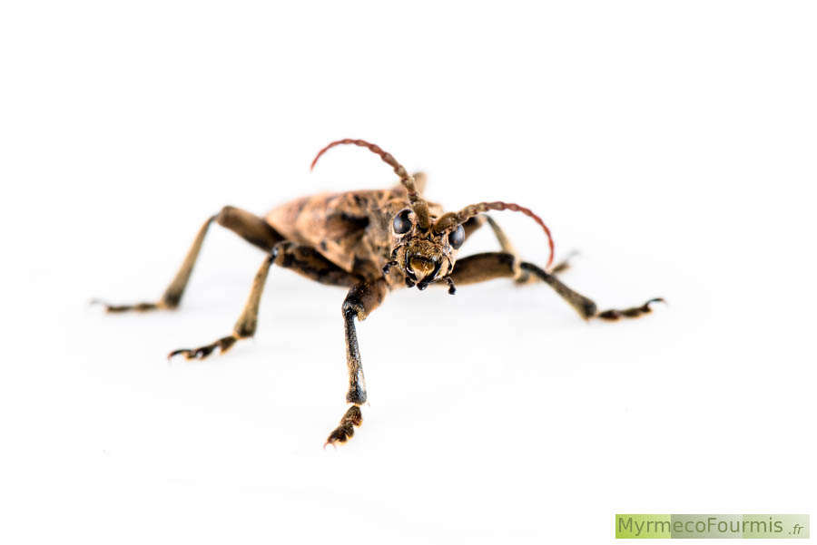 Macrophotographie sur fond blanc de la rhagie sycophante de face. Il s'agit d'un coléoptère de la famille des longicornes ou cérambycides (Coleoptera, Cerambycidae).