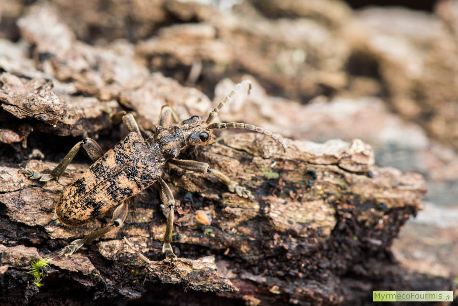 Photographie macro en milieu naturel d'un coléoptère brun de la famille des Cerambycidae, la Rhagie sycophante (Rhagium sycophanta). La photo illustre le camouflage de l'insecte, on voit ses élytres de la même couleur brune et noire que l'écorce du chêne sur lequel l'insecte se tient. Photo prise en Seine-et-Marne, forêt de Ferrières, Île de France.