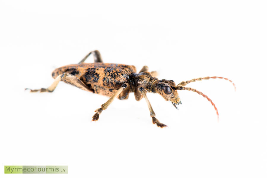 Photo de profil d'une Rhagie sycophante (Rhagium sycophanta, coleoptera, cerambycidae).
