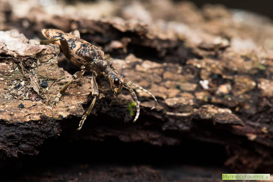 Photographie de profil de la Rhagie sycophante (Rhagium sycophanta), un coléoptère longicorne (cerambycidae) qui vit dans les forêts. Forêt de Ferrières, Seine-et-Marne, Île-de-France.