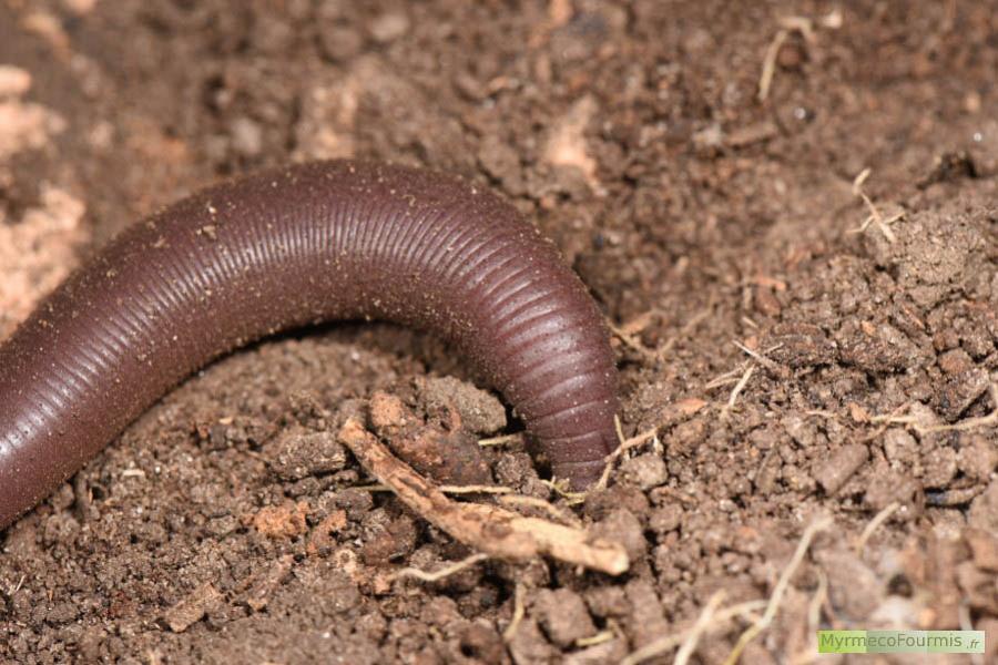 Photographie d'un gros ver de terre australien de couleur brune, rouge ou rose sur un sol de terre. Il appartient probablement à l'espèce Didymogaster sylvaticus, un ver de terre capable de projeter du liquide coelomique à plus de 30cm de son corps.