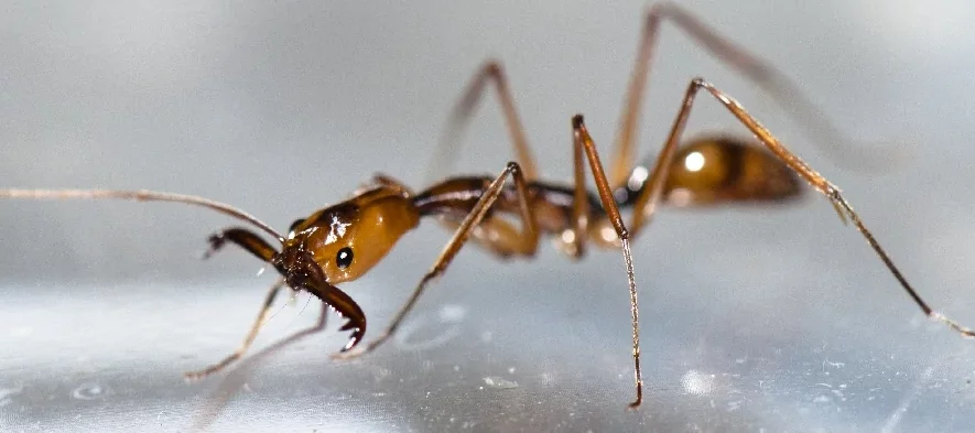 Une fourmi du genre Odontomachus vue de profil ou de trois-quart sur un fond gris. La fourmi est brune-orangée avec de longues pattes et ses mandibules sont grandes ouvertes.