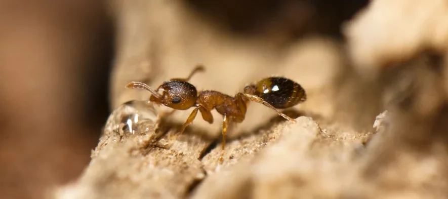 Une petite fourmi brune et noire vue de profil en macrophotographie, sur fond brun de feuilles mortes, boit une petite gouttelette d'eau posée sur une brindille.
