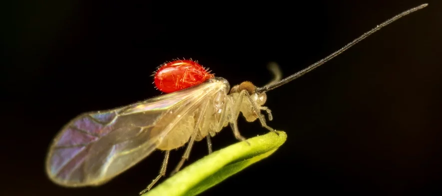 Un gros acarien orange presque rouge est attaché au thorax d'un insecte, un psoque ou poux des livres de l'ordre des Psocoptères.