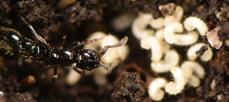 Une fourmi légionnaire noire brillante d'Australie avec ses larves.