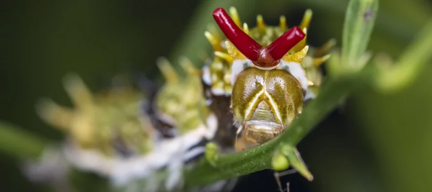 Une chenille de papillons du genre Papilio, avec son osmeterium partiellement déplié à l'arrière de la tête.