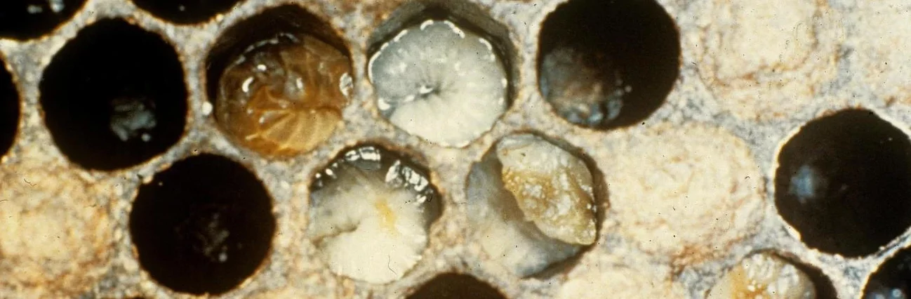 Photo d'un cadre de couvain montrant des larves atteintes de loque Européenne dans une ruche.