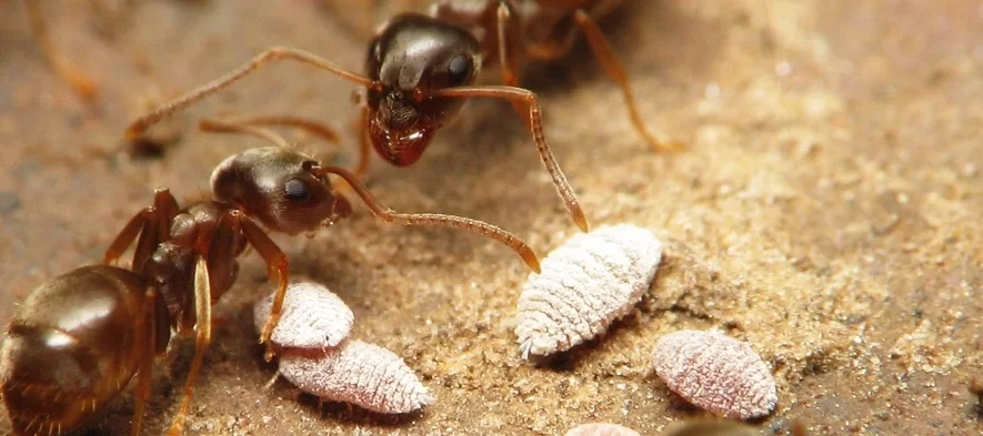 Une photo macro montrant deux fourmis du genre Lasius dans leur nid avec des pseudococcidae, de petites larves blanches à l'aspect cireux.