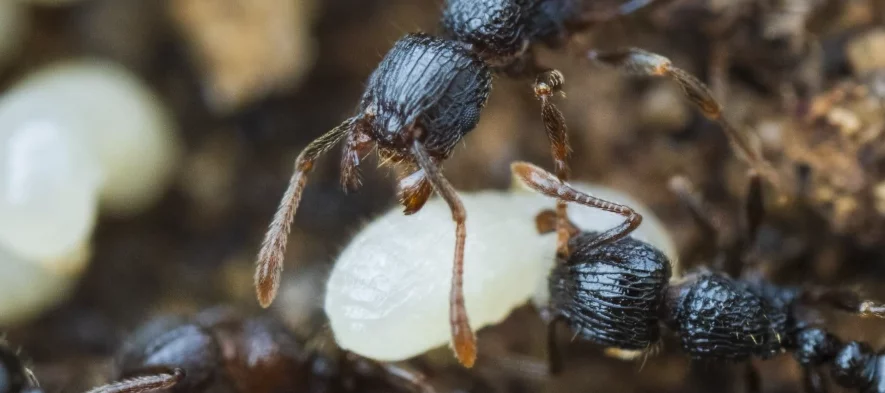 Un très gros plan sur de petites fourmis du genre Tetramorium et leurs larves à l'intérieur d'un nid de fourmis.