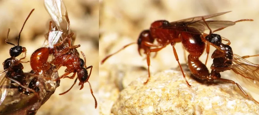 Des fourmis volantes s'accouplent durant un essaimage.
