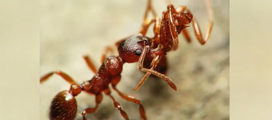 Macrophotographie en très gros plan d'une fourmi brune du genre Myrmecia vue de profil transportant un cadavre de la même espèce hors du nid.