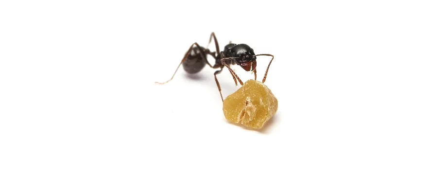 Une fourmi granivore de l'espèce Messor barbarus inspecte une graine cassée. Photo macro sur fond blanc.