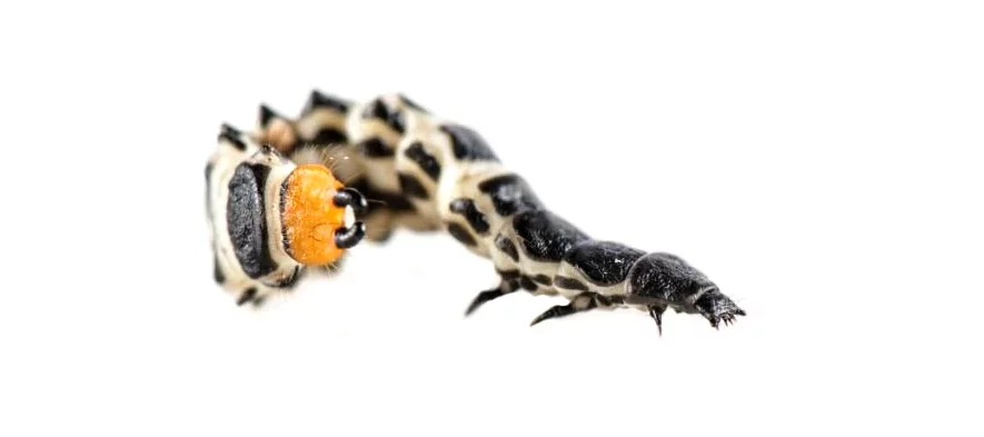 Une larve de coléptère (lycie sanguine) photographiée de profil sur fond blanc en macro. Le corps de la larve est blanc et noir avec un appendice orange et deux cerques noirs.