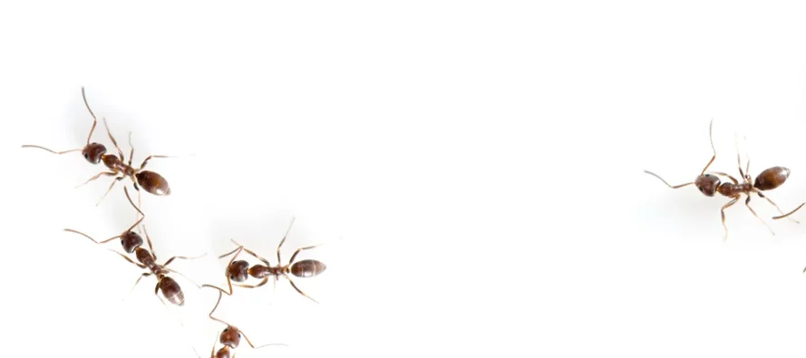 Sept fourmis d'Argentine vues de dessus sur fond blanc.