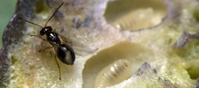 Macrophotographie d'un cynips du châtaigner adulte sur une galle qui contient plusieurs autres larves.