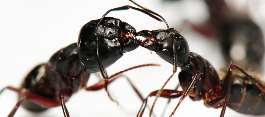 Deux fourmis du genre Camponotus de couleurs marrons et noires s'échangent de la nourriture par trophallaxie.