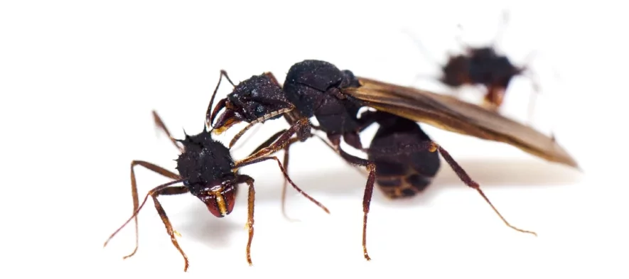 Au premier plan, une princesse fourmi ailée inspecte une ouvrière. Une autre fourmi est visible en arrière plan.