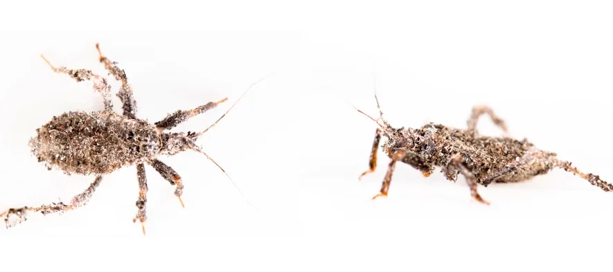 Photographie macro sur fond blanc d'un réduve masqué ou punaise masquée, une réduve couverte de poussière. Cet insecte se retrouve souvent dans les maisons où il mange d'autres insectes.