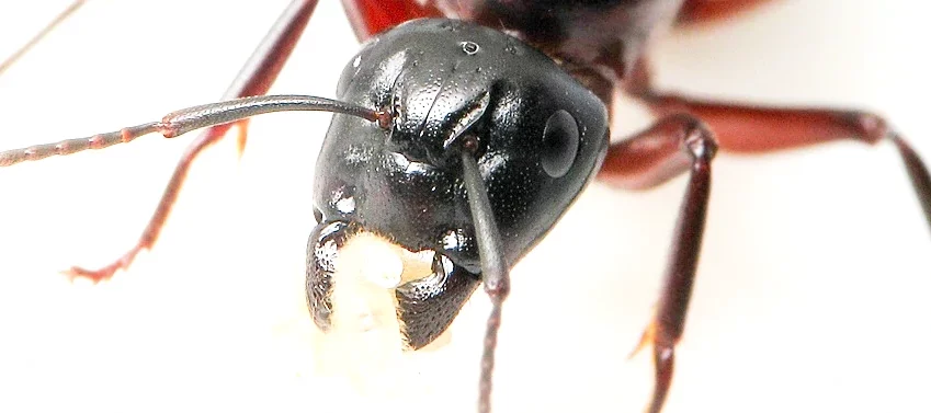 Très gros plan macro sur une tête de reine fourmi de l'espèce Camponotus ligniperda à la tête noire brillante.