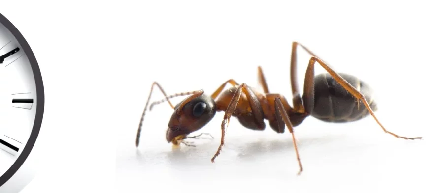 Une fourmi du genre Formica, noire et brun orangé, regarde une horloge. Photo composite sur fond blanc.