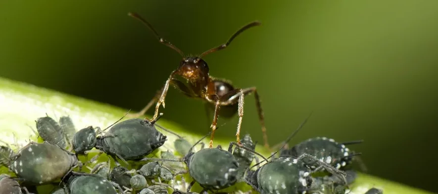 Macrophotographie d'une fourmi face caméra protégeant des pucerons verts sur une tige de plante.