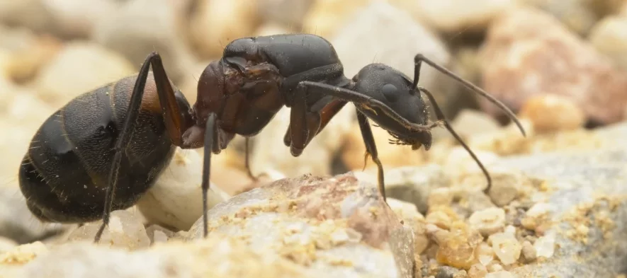 Une reine fourmi Camponotus cruentatus, grande fourmi noire mat avec des taches rouges ou brunes, vues de profil en photo macro.