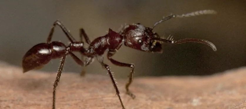 Photo macro en gros plan du profil d'une fourmi de l'espèce Paraponera clavata de couleur marron sur une branche.