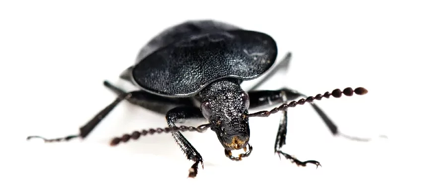 Photo macro de face sur fond blanc d'un petit silphe noir. C'est un coléoptère noir avec une tête allongée et la cuticule ponctuée.