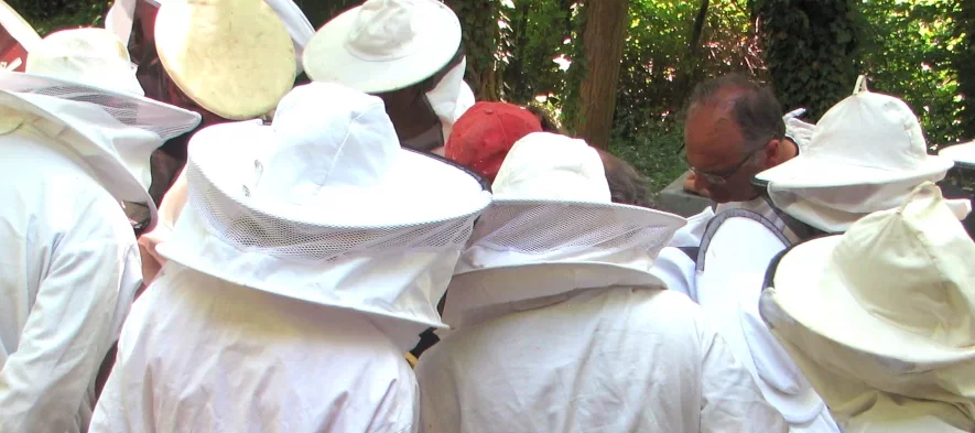 Un groupe d'apiculteurs en vareuses d'apiculture se regroupe autour d'une ruche. Ils portent tous des habits de protections blancs d'apiculture en coton avec des chapeaux et un voile qui les protègent des abeilles.