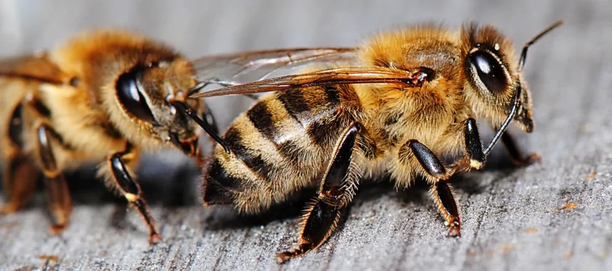 Cette photo macro montre deux abeilles en gros plan à l'entrée d'une ruche.